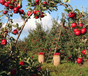 apple harvest at a southwest michigan orchard